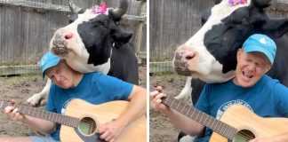 Krava ne može prestati slušati farmerovu izvedbu