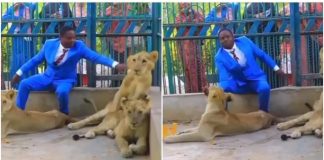 Pastor ušao u kavez s lavovima