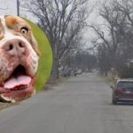 Dječaka izgrizli susjedovi psi