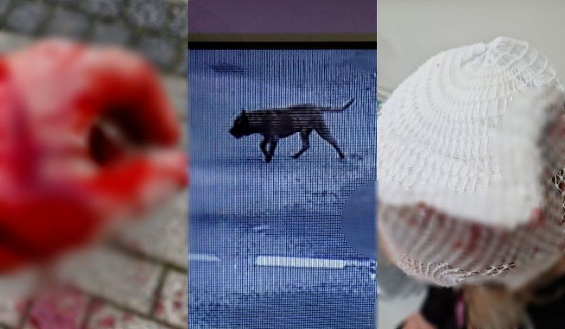 Strava u Zagrebu: Pas napao i izgrizao bračni par u šetnji