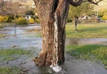 Selo Dinoša u Crnoj Gori već godinama privlači ljude zbog neobičnog stabla iz kojeg izvire voda.
