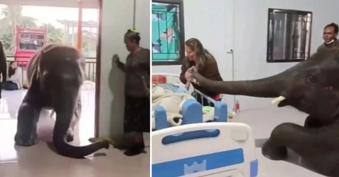 Video koji morate pogledati: Slon posjećuje svog čuvara prije nego umre