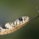 Je li Sotona doslovno bio zmija u edenskom vrtu? Zmija edenski vrt
