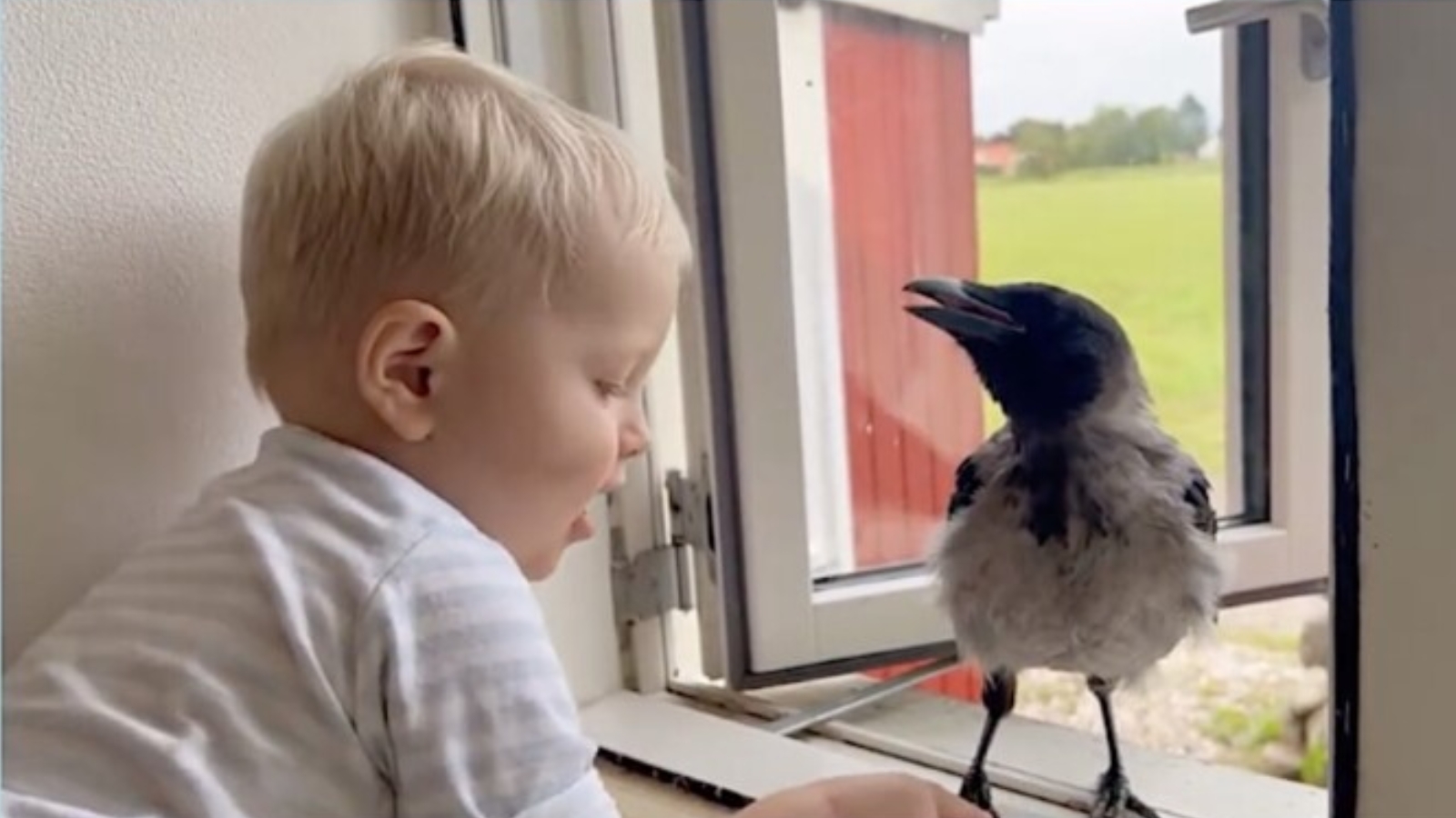 Vrana i dječak najbolji prijatelji