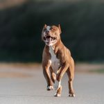 Dječaka napala dva pit bulla