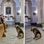 Svaki dan nakon Marijine smrti njezin pas odlazi u crkvu