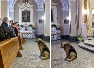 Svaki dan nakon Marijine smrti njezin pas odlazi u crkvu
