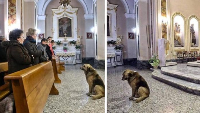 Svaki dan nakon Marijine smrti njezin pas odlazi u crkvu