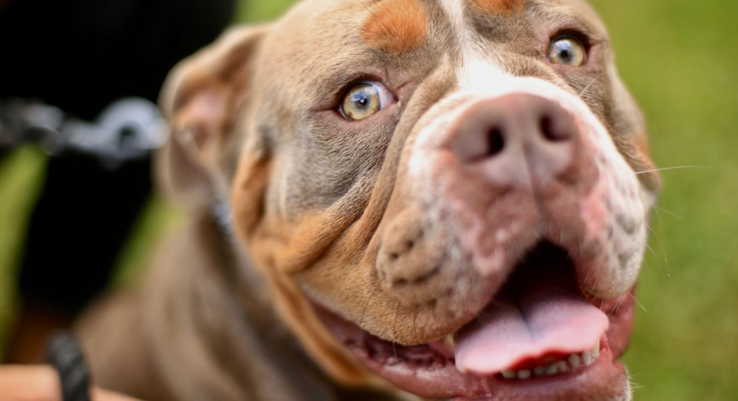 Pit bull napao djevojčicu