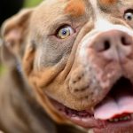 Pit bull napao djevojčicu