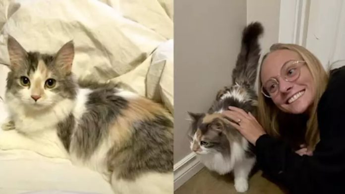 Mačka se vratila kući