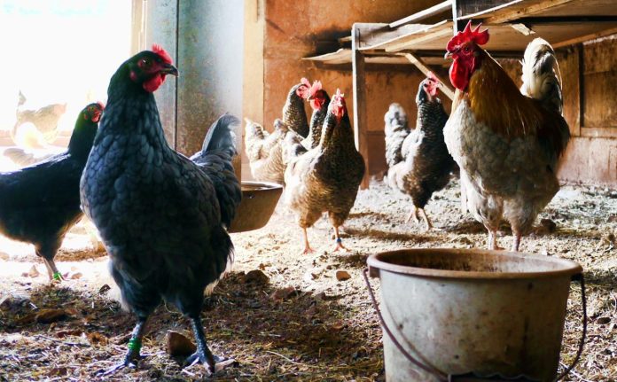 Užas na slavonskoj farmi: Tri muškarca silovali pse, kokoši, svinje, telad