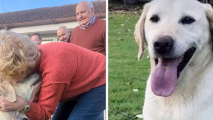 Nakon više od 7 godina obitelj se ponovno sastaje sa svojim psom koji je bio ukraden