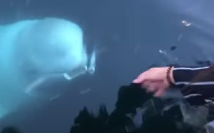 Djevojci je upao mobitel u ocean: Iznenadit će vas što se nakon toga dogodilo