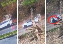 Ženi na auto palo golemo stablo, Božja ruka ju je zaštitila
