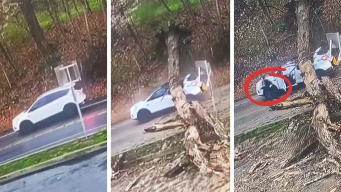 Ženi na auto palo golemo stablo, Božja ruka ju je zaštitila