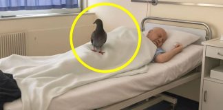 Medicinska sestra snimila goluba