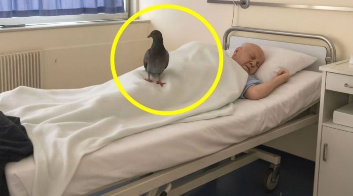 Medicinska sestra snimila goluba