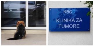 Pas pred riječkom klinikom