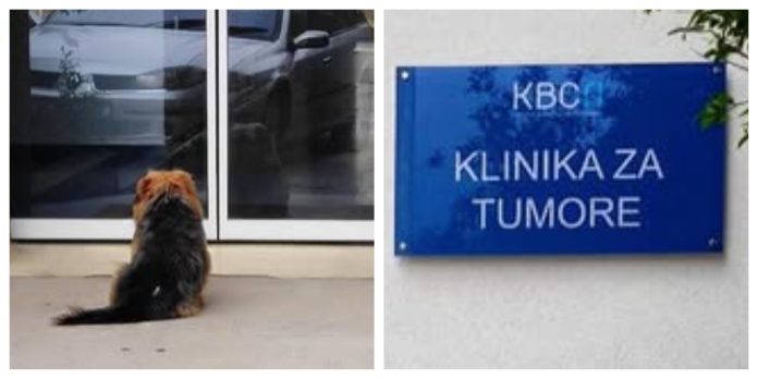 Pas pred riječkom klinikom