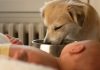Majka iz Srbije dozvoljava bebi da pije iz posude za pse