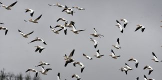 Horor u Njemačkoj: Ptice padaju s neba