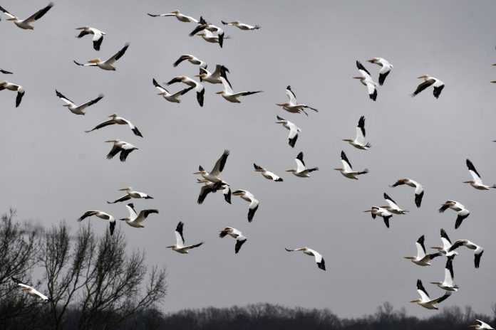 Horor u Njemačkoj: Ptice padaju s neba