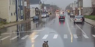 Vozačica autobusa učinila je predivnu stvar za psa koji je lutao po kiši Vozačica autobusa učinila je predivnu stvar za psa koji je lutao po kiši