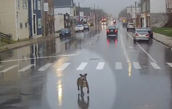 Vozačica autobusa učinila je predivnu stvar za psa koji je lutao po kiši