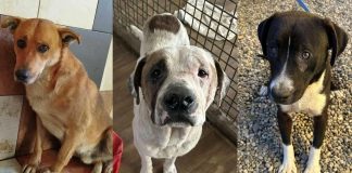 Iz romskog naselja izvučeno 37 bolesnih i zlostavljanih pasa