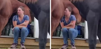 Uplakana djevojka nije očekivala što će konj učiniti: On je Božji dar