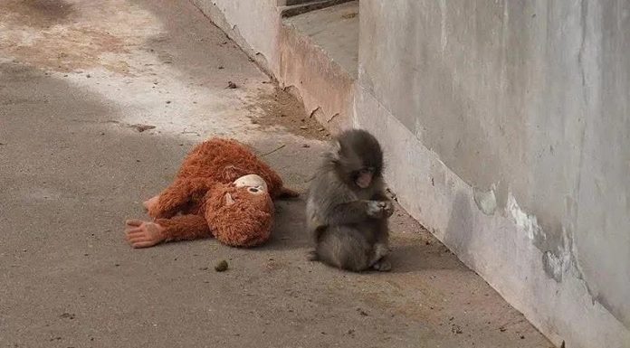 Majmun iz Japana raznježio internet: Ne razdvaja se od plišane igračke nakon što ga je majka odbacila