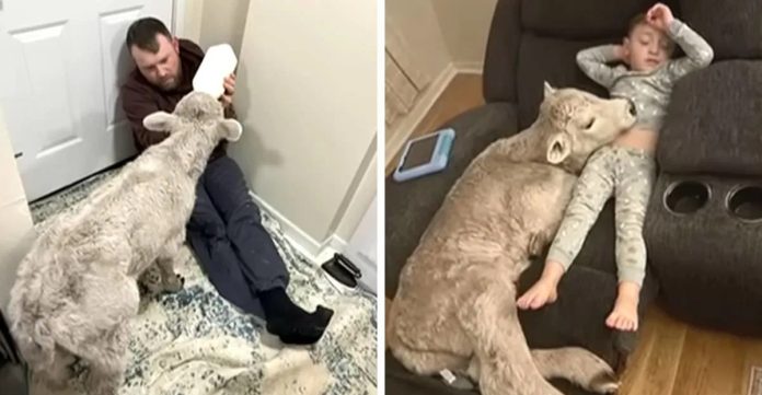 Ova obitelj je donijela promrzlo tele u svoj dom i spasila mu život