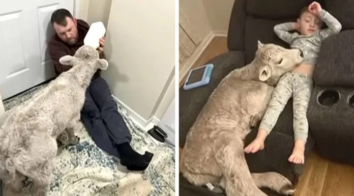 Ova obitelj je donijela promrzlo tele u svoj dom i spasila mu život