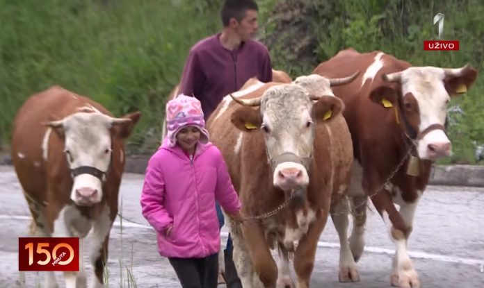 Tijana ima 11 godina i jedna je od najmlađih pastirica: Nema posla koji ne zna