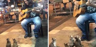 Svi su ignorirali ovog uličnog glazbenika, a onda su se pojavila 4 mačića da ga podrže