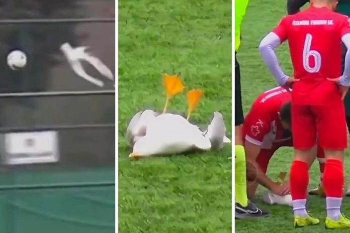 Golman je loptom pogodio pticu