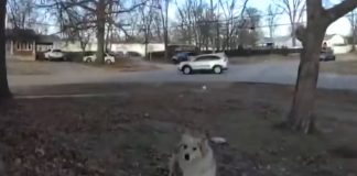 Tajanstveni pas pronašao nestalo dijete