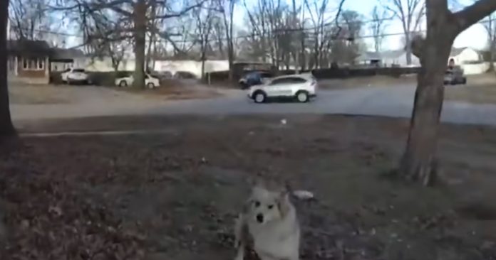 Tajanstveni pas pronašao nestalo dijete