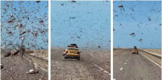 Golemi roj skakavaca progutao autocestu