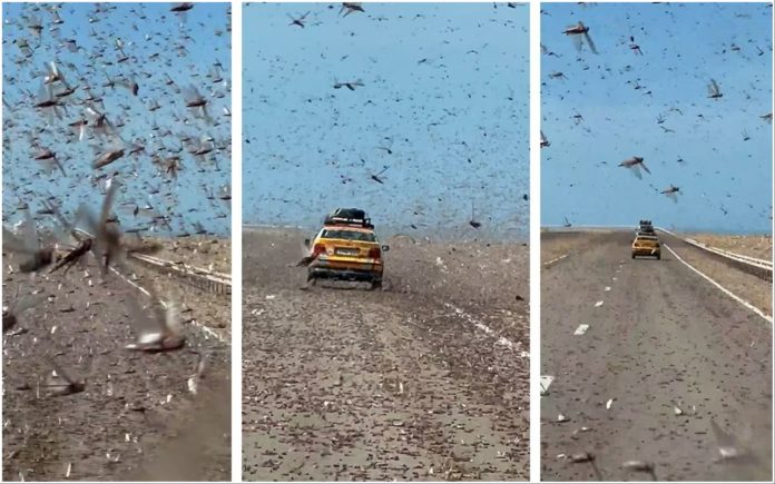 Golemi roj skakavaca progutao autocestu