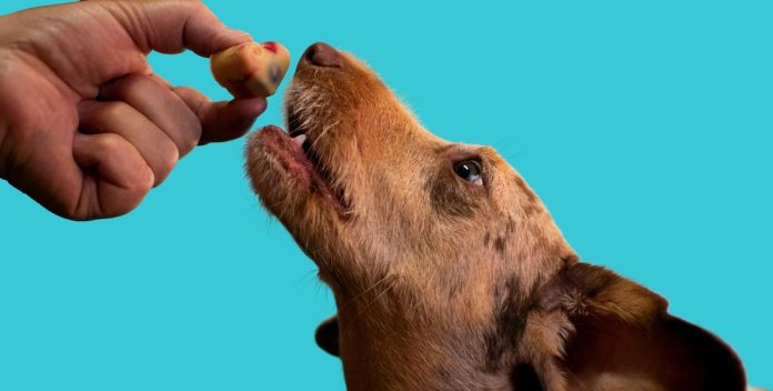 Tijekom euharistijskog slavlja tri žene su hranile svoje pse dijelovima posvećenih hostija