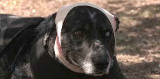 Poluslijepa kujica se borila protiv medvjeda kako bi zaštitila svoju obitelj i imanje