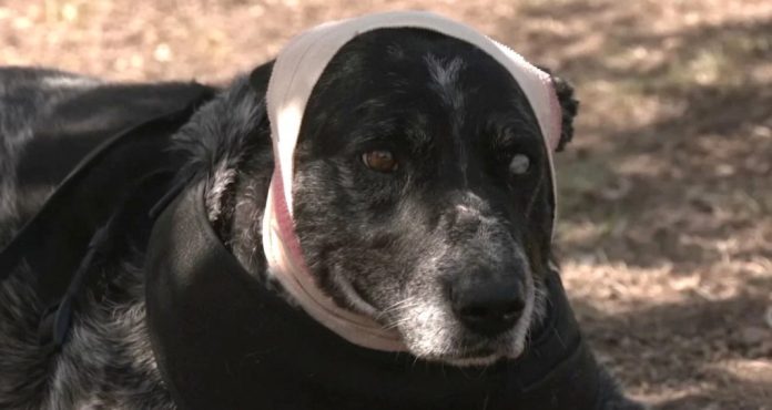 Poluslijepa kujica se borila protiv medvjeda kako bi zaštitila svoju obitelj i imanje