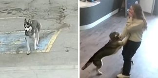 Kuja pobjegla od kuće i kroz prometnu gužvu došla do omiljenog mjesta