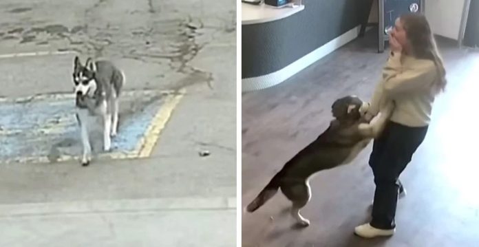 Kuja pobjegla od kuće i kroz prometnu gužvu došla do omiljenog mjesta