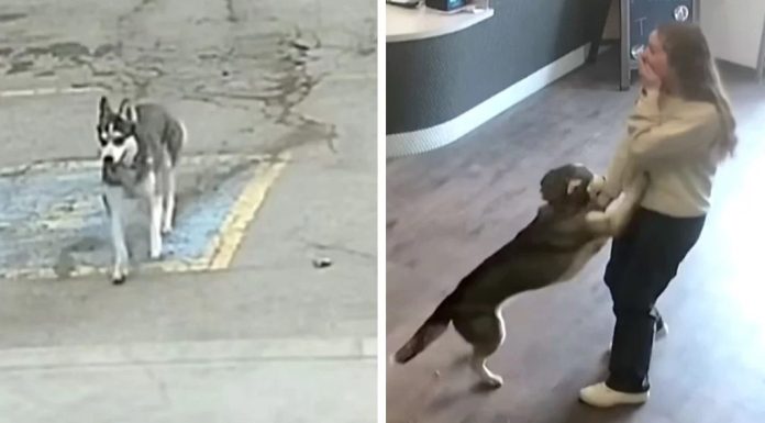 Kuja pobjegla od kuće i kroz prometnu gužvu došla do omiljenog mjesta