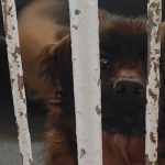 Pas Max je u tragediji u Velikoj Gorici izgubio obitelj