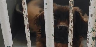 Pas Max je u tragediji u Velikoj Gorici izgubio obitelj, a sada čeka udomoljavanje Pas Max je u tragediji u Velikoj Gorici izgubio obitelj