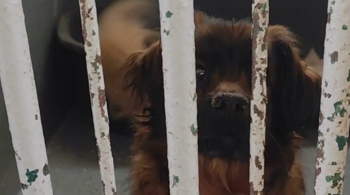 Pas Max je u tragediji u Velikoj Gorici izgubio obitelj